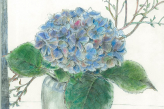 Hortensie