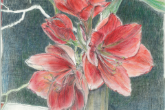 Amarallis
