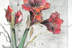 LH_AMARYLLIS2